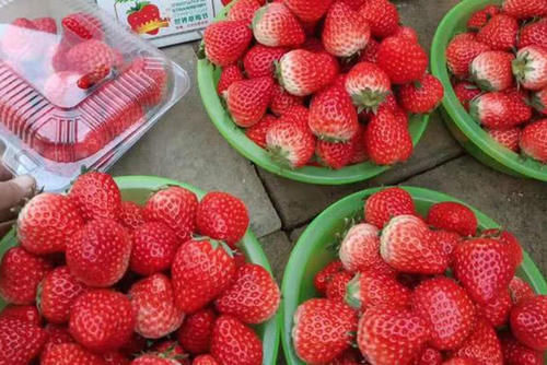  [大棚]从50元跌到10元，还是卖不出去，可让乡亲们愁坏了，销路