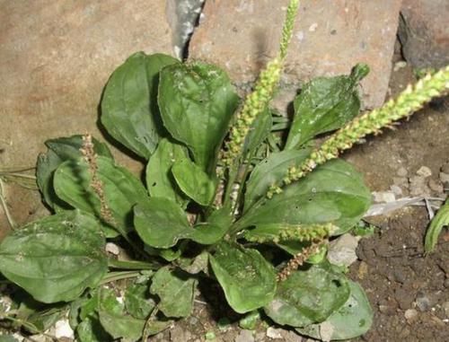 「杂草」此种“杂草”,喜欢生长在“河边”,叶子宽大,在5月开花,珍贵