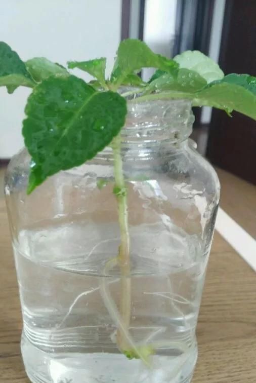  花钱买■“4种花”不用花钱买,折根枝条放水中,半个月生根,好养活的很