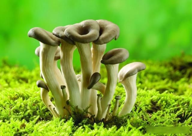  『根部』金针菇的根部切掉了，直接丢掉太浪费，稍作处理金针菇吃不完