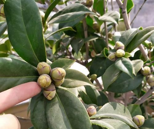  「来得及」茶花的花苞太多了现在疏掉花蕾还来得及吗？