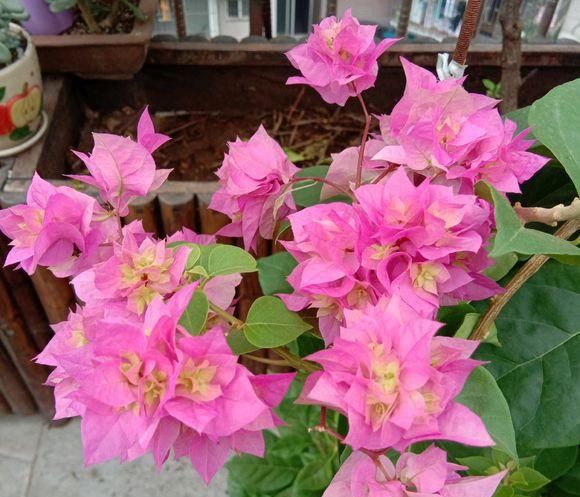 『三角梅』盆栽三角梅,喂点“催花肥”,红花开满枝,花期长达6个月