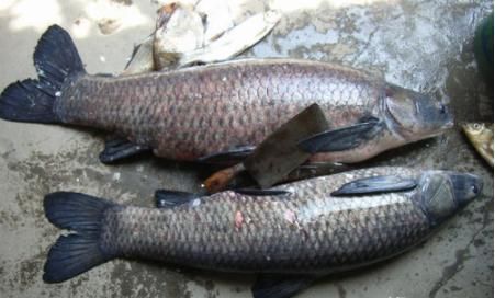  [不乐意]它是“四大家鱼”之首，市场15元1斤，为何农民却不乐意