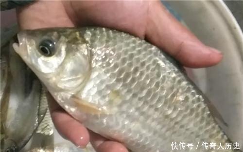  钓友@春季在自然水域钓几条就没鱼咬钩了，老钓友教你三招，野钓上鱼多