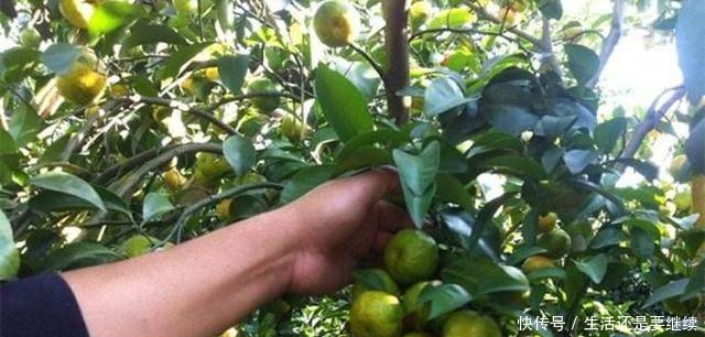 农民种植小小“黄金果”，年赚三十多万