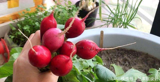  「硕果累累」阳台种菜，种3种速生菜，30天就采摘，叶子肥嫩，硕果累累