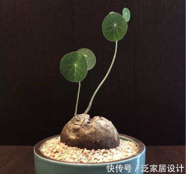 净化空气@客厅养花就选这些,时尚又长寿,摆在客厅吸甲醛,能养几十年
