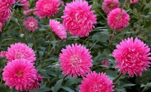  「植物」夏天养这几款花，沾土就活，开花一簇一簇，阳台美成“大观园”