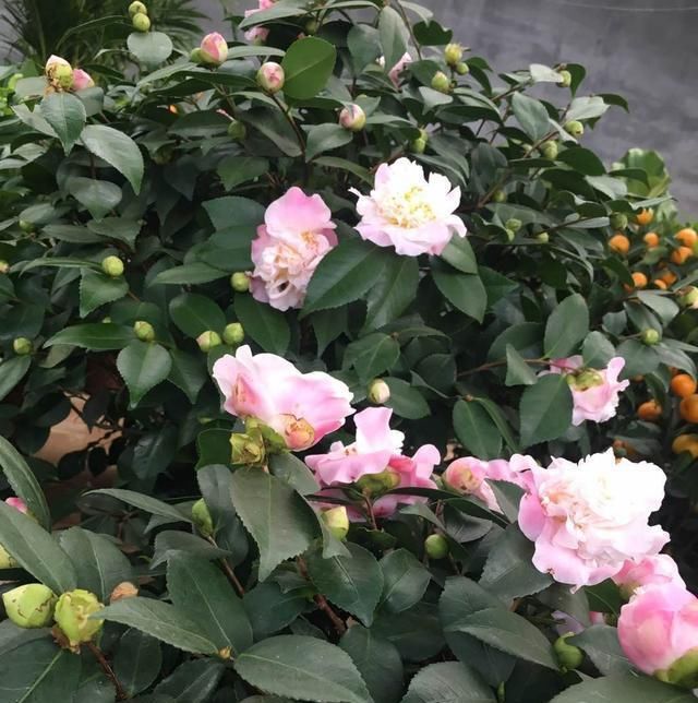 『磷酸二氢钾』茶花开败,咔嚓来两刀,喂点“营养水”,20天又开一茬