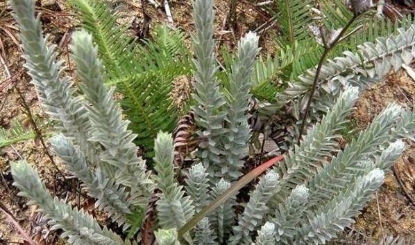  「草丛」农村草丛中的珍宝，今年涨到160元1斤，您若见到它，请