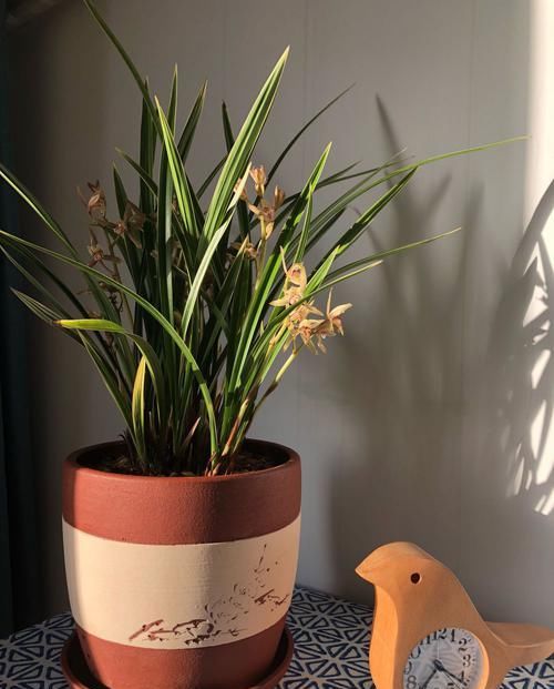  #风信子#这些花美易爆盆的花卉，花色柔美，丢到小院成花海，四季开花不断