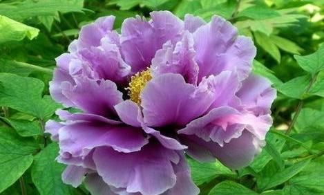  『养花』养花就养此款，花色美如胭脂，花开明朗干净，花色纯碎素雅，美