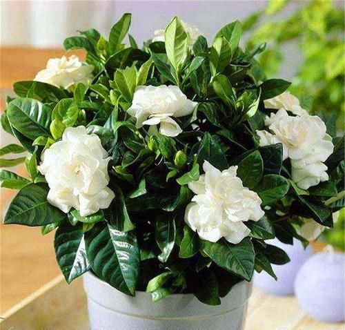  『栀子花』栀子花花期管理“3不做”，配合“2种”果皮水，开花又多又香