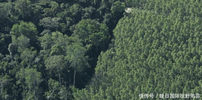  「十万大山」广西桉树产量全世界第一，桉树真的会污染环境吗