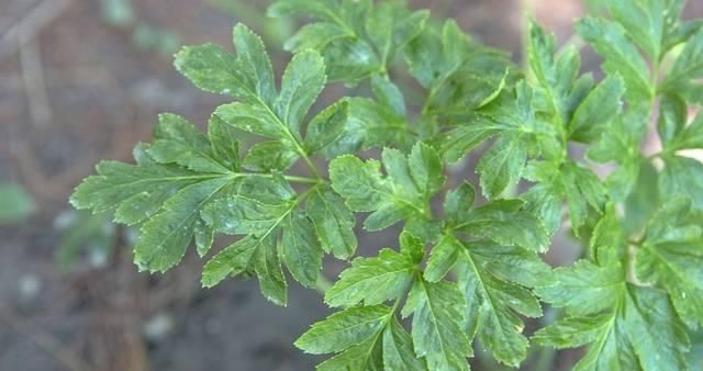  「身体」养花就养一种“长寿草”，作用大好养活，经常吃一点对身体好