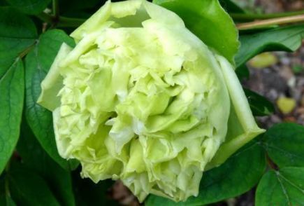  #碧玉#喜欢菊花，不如养盆“菊中珍品”碧玉珊瑚，绿如新翠，高贵优雅！