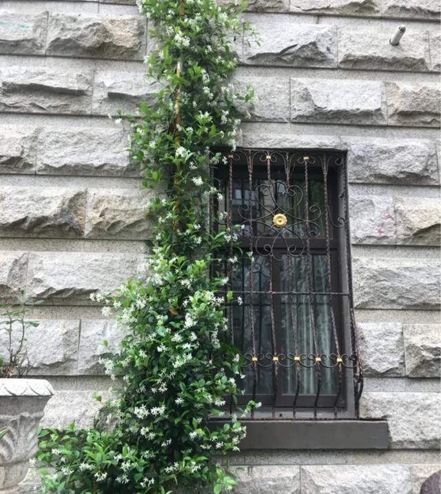 「气根」4月是这7种花的绝佳生长期,房前屋后都爬满!开出一堵花墙!