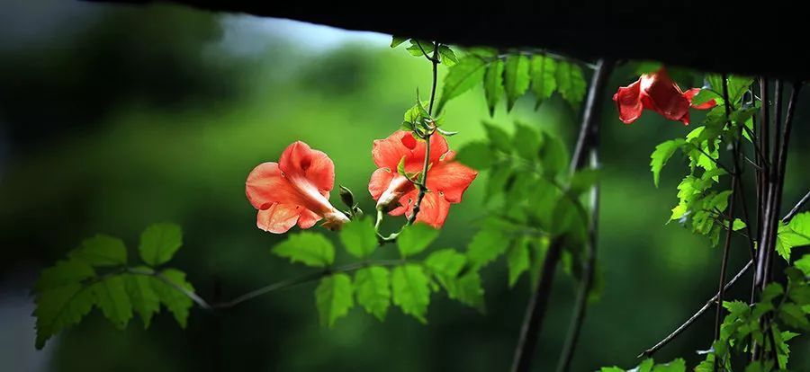  『开花时』她在院子里养了1棵花,春天开花上千朵,花多浓香,开成一面花墙