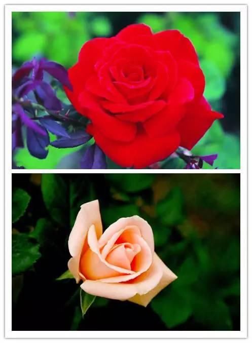 在诗词中绽放的十大名花！你喜欢哪种？