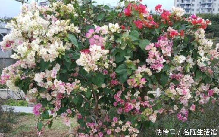  「花卉」此花一年开花300多天，见过的人都夸漂亮，开花就像孔雀开屏