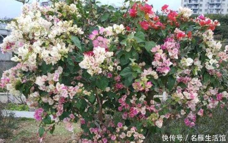 「花卉」此花一年开花300多天,见过的人都夸漂亮,开花就像孔雀开屏