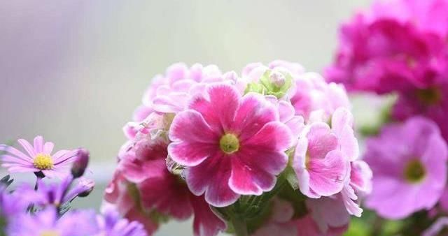  「养活」适合新手养的3种花，价格便宜好养活，开花爆盆很漂亮，越养越爱