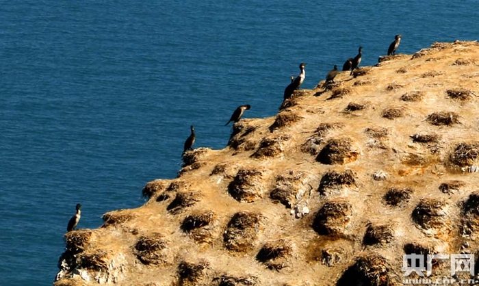 青海湖加强生态保护 整体生态功能持续增强