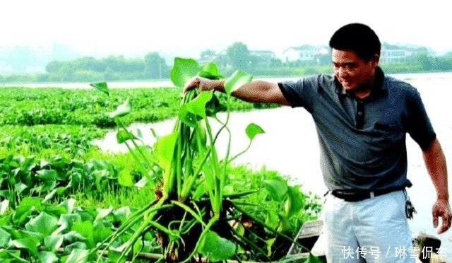  入侵@入侵中国的水葫芦，现在都消失去哪了？老外：中国人太聪明