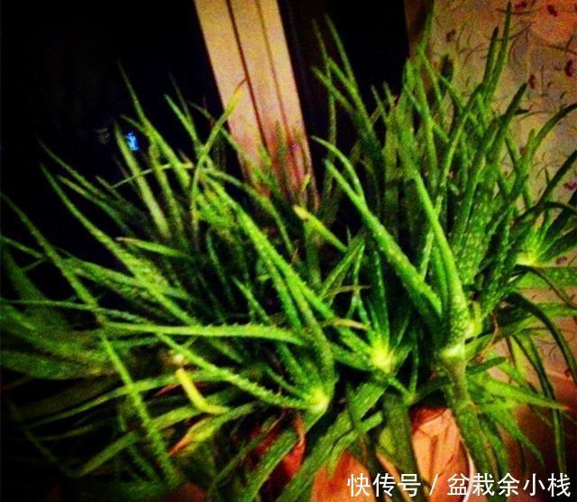 品种|芦荟就养这个品种,半年就能爆崽无数,还能美容养颜!