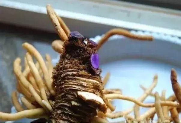  「溶液里浸泡」1粒小药片，碾碎丢水里，花像吃了兴奋剂疯长！