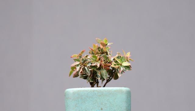 欣赏老丈人的盆景，造型艺术气息浓厚，具有非常好的观赏性