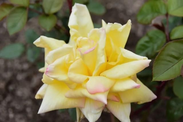 麻叶绣线:春花含情付春光,蔷薇园里漫芬芳