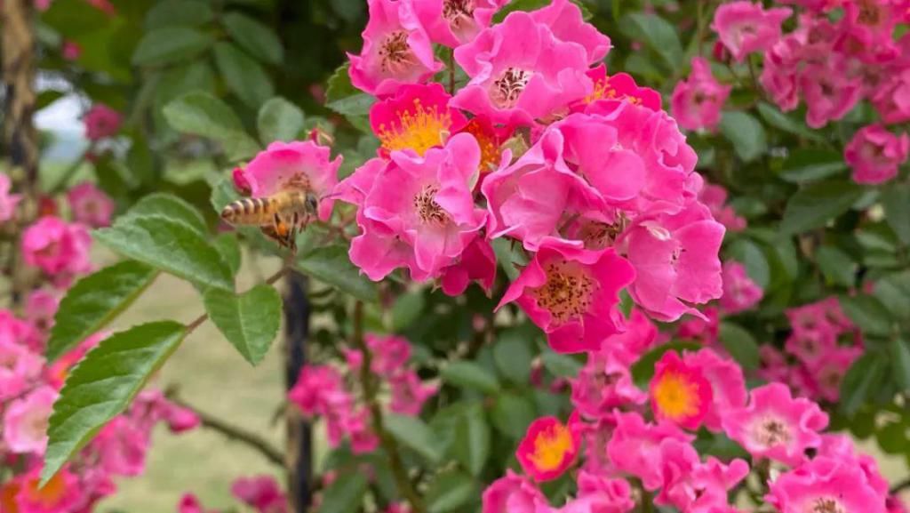  不少：惊艳！月季盛开，松江这条“花路”风景你错过了吗？