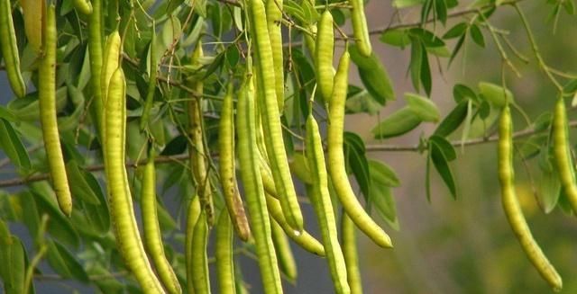  『植物』在乡下有一种植物，种子剥下来像是绿豆，叫决明子，你认识吗？