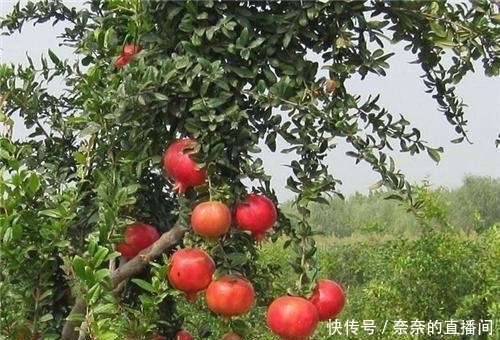  「招财」院子里不要乱种树，这6种树不仅能添福旺宅，还能招财纳福