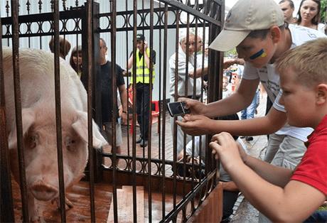 欧洲养猪第一大国，人猪比例1∶5，一年出口3000万头