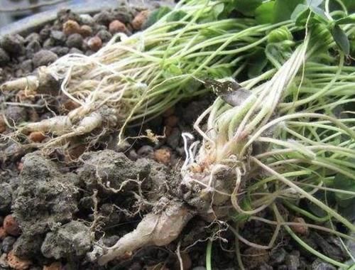 「草本植物」在阴湿的田野里,生长着1种“酸酸草”,根茎像“白萝卜”,珍贵
