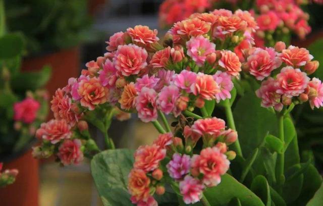 【适合】春节适合扦插的3种花,教你几个小技巧,成功率高让家充满色彩