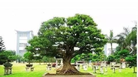  「真柏」已知最贵的10棵盆景，土豪的世界你不懂