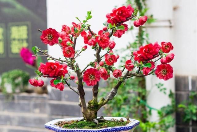  『花开』海棠花在室内开，注意这些养护知识，花开又大又艳丽！