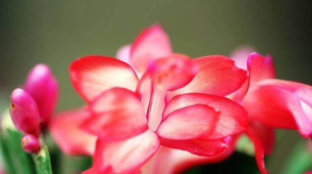  『绿萝』此花,新手养花入门必备,比绿萝吊兰好养,四季开花,特容易爆盆