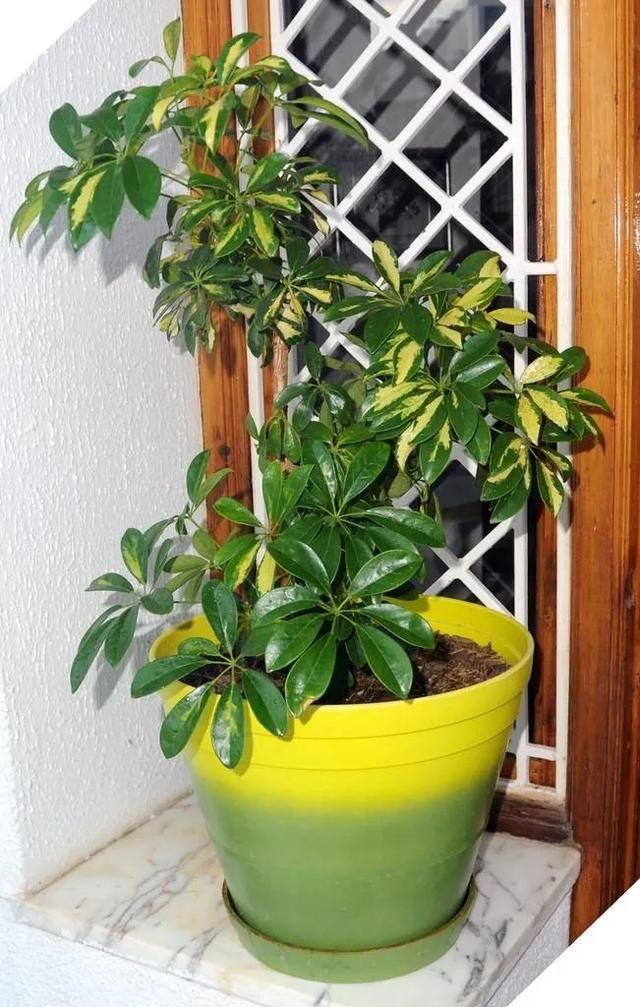  『植物的叶片』预防植物感染虫害要掌握几个技巧，否则容易感染这8种常见害虫