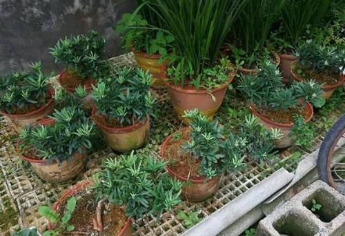『枝叶茂盛』想要罗汉松长势快,记住这一点,茎干粗,枝叶茂盛,一年长成盆景