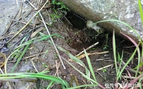  「老家」老家钓黄鳝的人很多，关键要知道怎么找洞