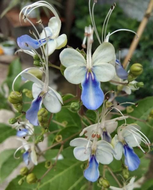  #紫叶酢浆草#爷爷养了一盆“蝴蝶花”，一根枝上开出百朵花，五颜六色最讨喜！