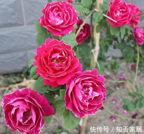『漂亮』春天养花首选“它”,好养长得快,漂亮又芳香,2年长成一片花海