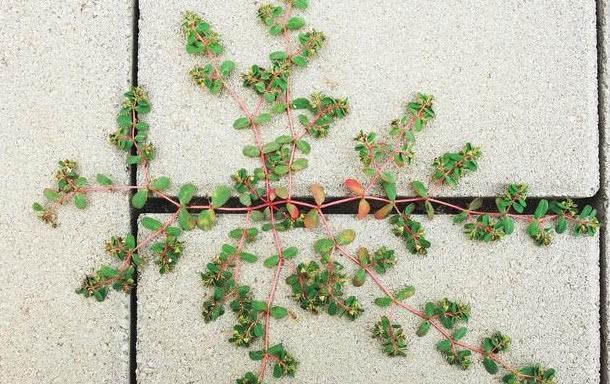 农村野草流“白浆”，却是天然的“止血草”，采回家赚了