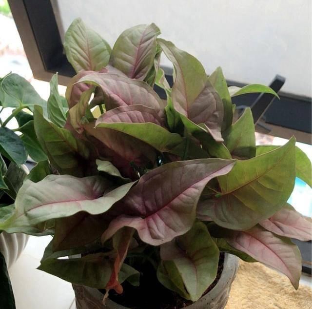  阳光■5种皮实花真耐养，家里通风差，没阳光都不怕