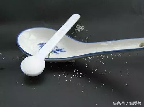 狗狗一点盐都不能碰？别听信谣言了！真相在这里！