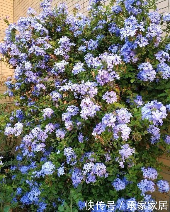 #起劲#3种开花劳模,一个比一个开得起劲,一开就是一面花墙!
